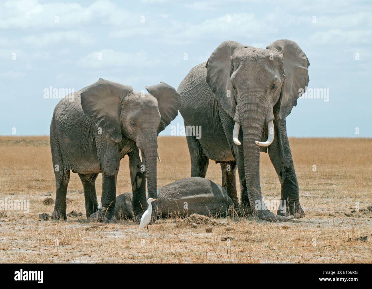 Et les jeunes femmes adultes bébé endormi garde d'éléphants dans le Parc national Amboseli au Kenya Banque D'Images