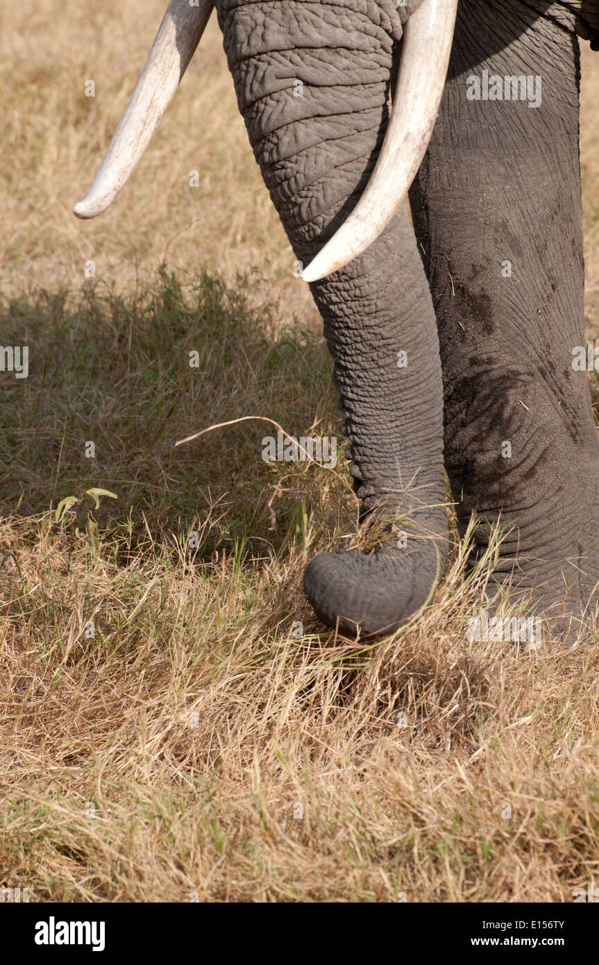 Close up detail de l'aide de l'éléphant tronc pour cueillir de l'herbe de pâturage tout en se nourrissant d'herbe dans le Parc national Amboseli au Kenya Banque D'Images