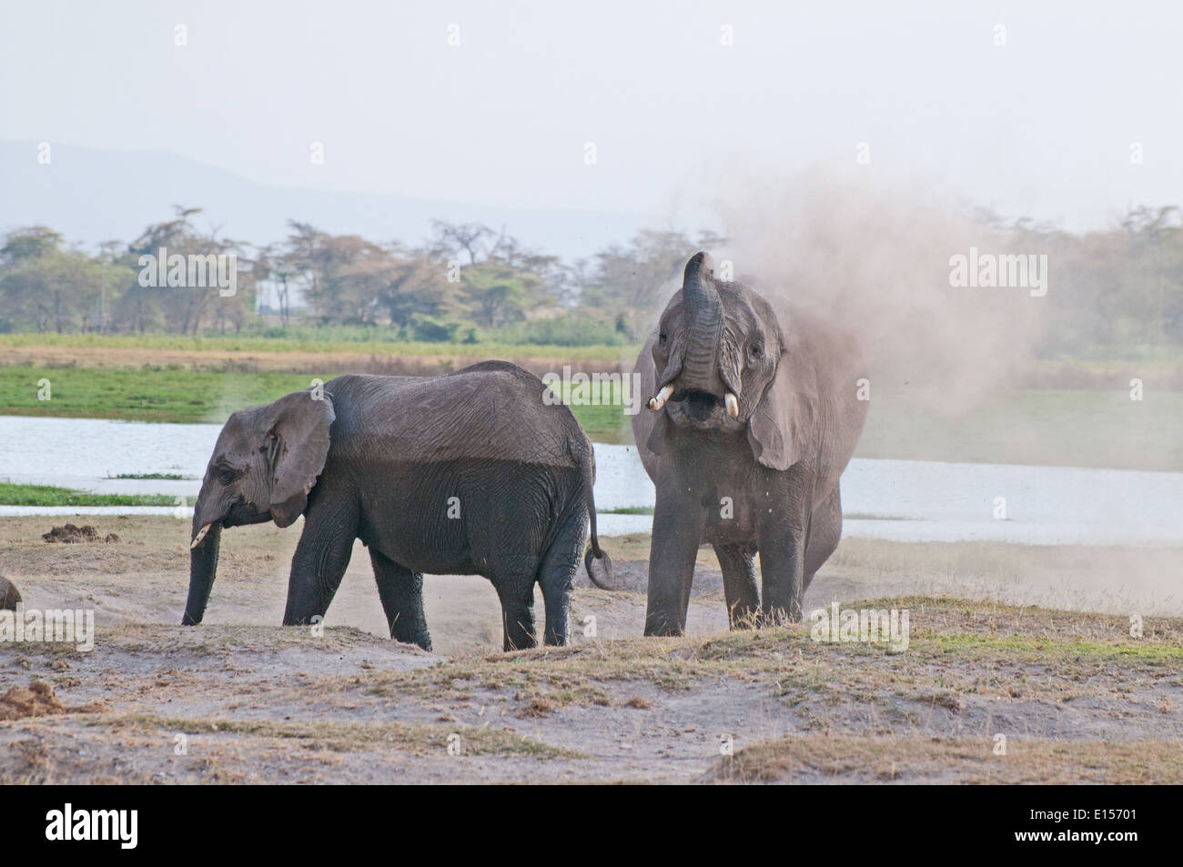 Chasse-poussière sur eux-mêmes des éléphants dans le Parc national Amboseli au Kenya Banque D'Images