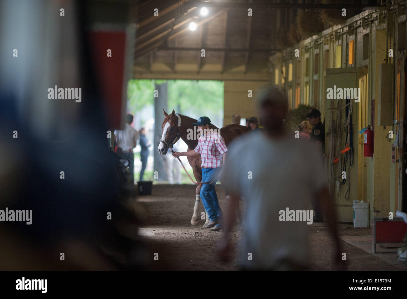 Elmont, New York, USA. 22 mai, 2014. Kentucky Derby et Preakness, CHROME CALIFORNIE gagnant promenades dans la grange à Belmont Park, le jeudi 22 mai 2014. California Chrome est un bon espoir pour courir à la 146e Belmont Stakes, le 7 juin. Credit : Bryan Smith/ZUMAPRESS.com/Alamy Live News Banque D'Images