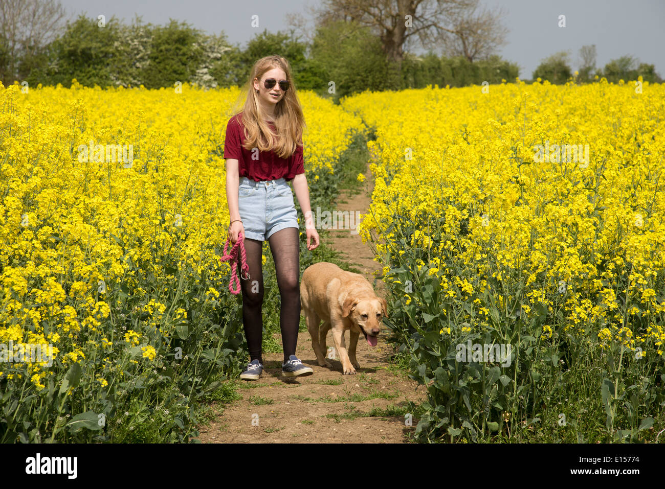 Fille qui marche son animal de chien le long d'un sentier public dans la campagne anglaise Northamptonshire Angleterre UK Banque D'Images