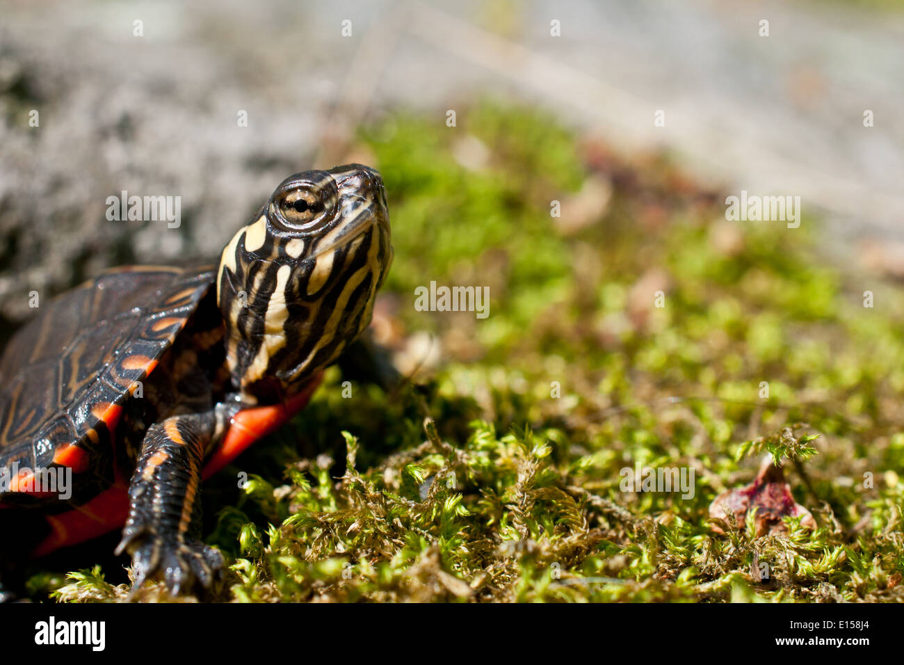 Tortue peinte de bébé Banque D'Images