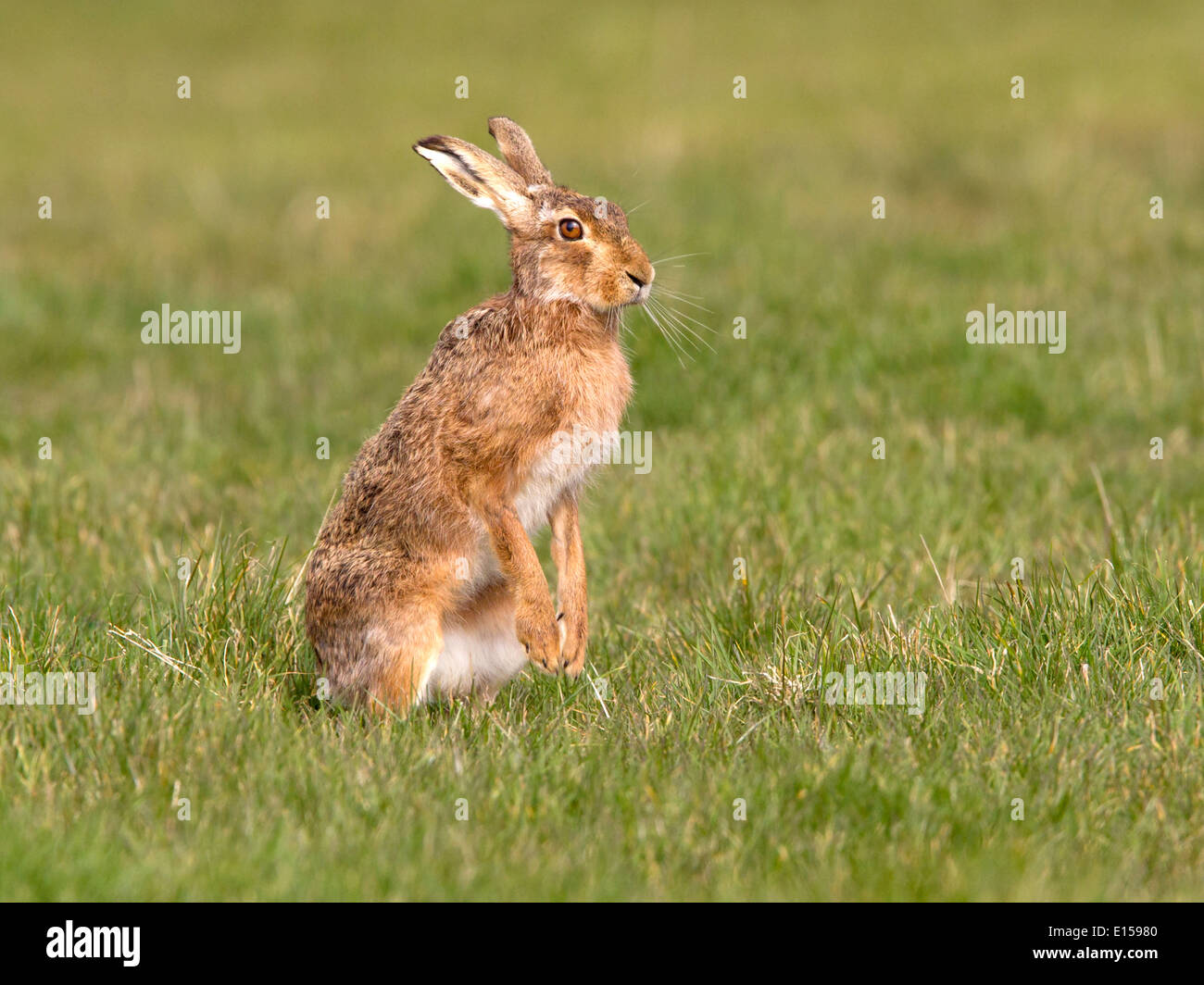 European brown hare assis bien droit Banque D'Images