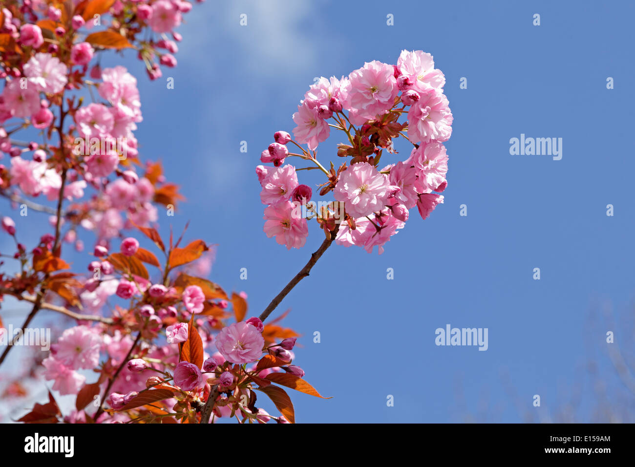 La saison des cerisiers en fleur, Altes Land (Vieux Pays), Basse-Saxe, Allemagne Banque D'Images