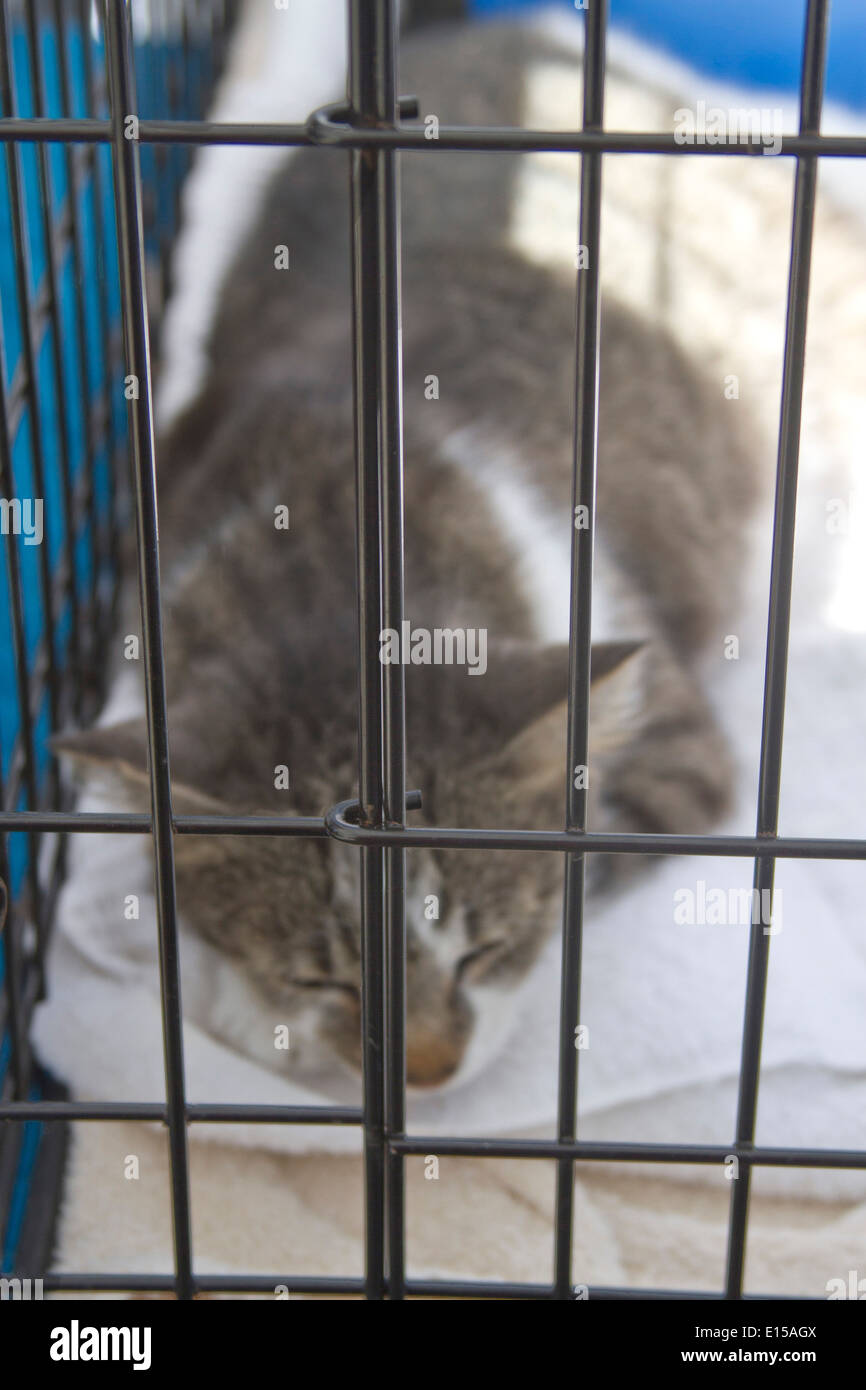 Un chat noir et blanc se trouvant derrière les barreaux dans une cage attend d'être adopté Banque D'Images