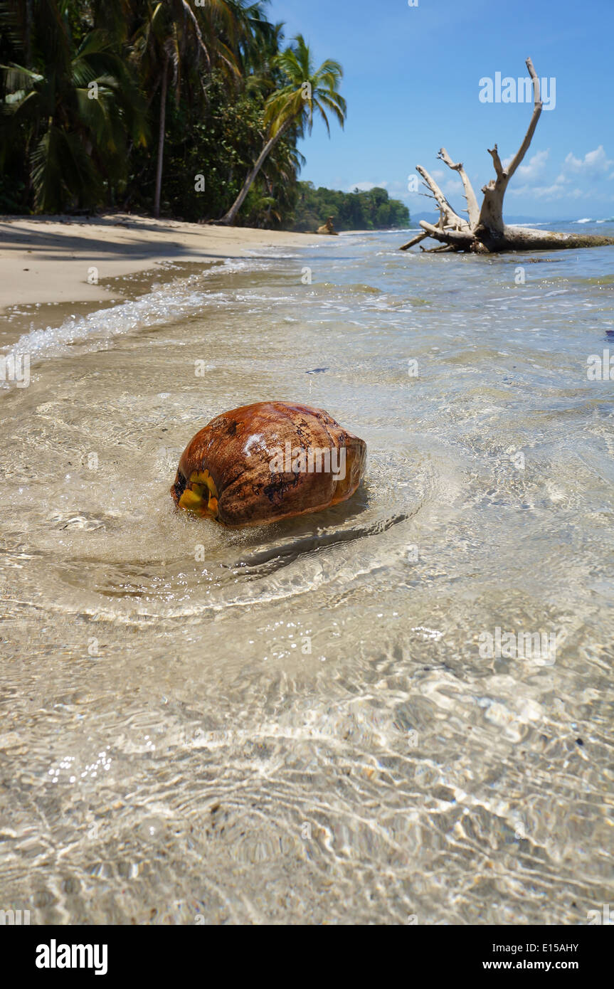 Une noix de coco se lave à terre sur une plage tropicale, mer des Caraïbes, le Costa Rica Banque D'Images