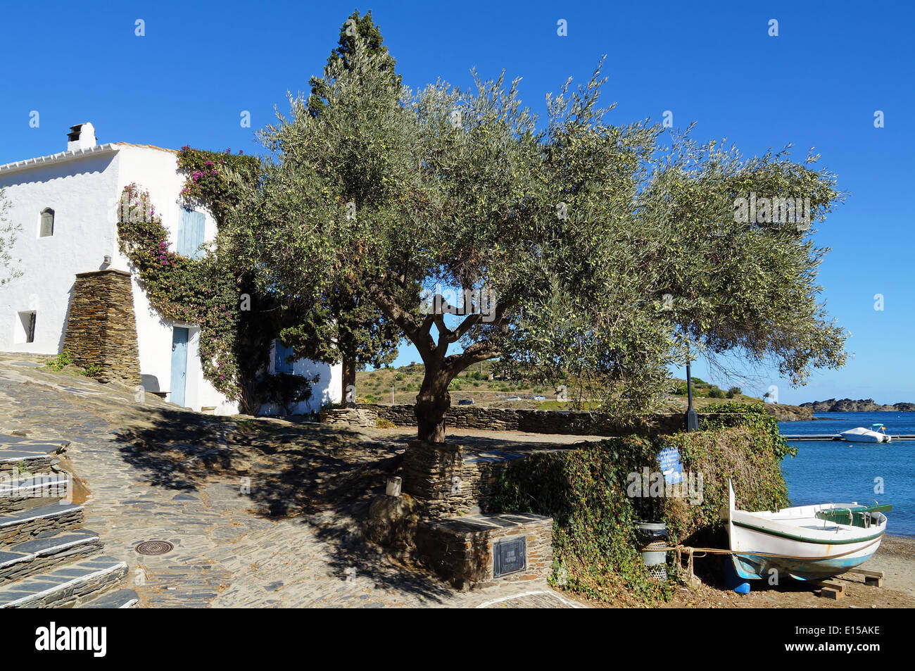 Vieil olivier dans un village méditerranéen sur la côte de la mer, Cadaques, Costa Brava, Catalogne, Espagne Banque D'Images