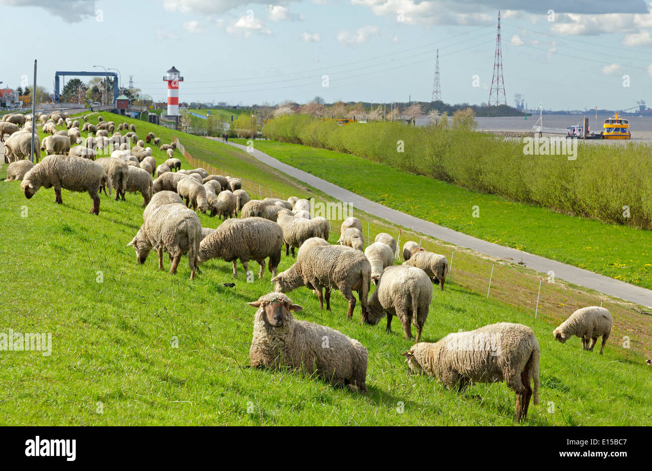 Des moutons paissant sur la digue au bord de la rivière Elbe, Luehe, Altes Land (Vieux Pays), Basse-Saxe, Allemagne Banque D'Images