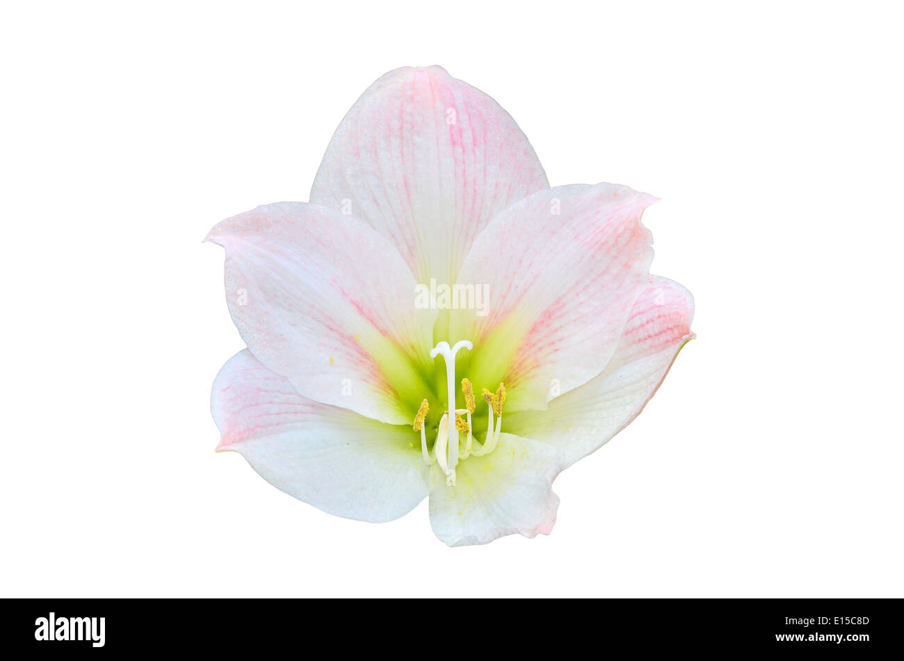 Amaryllis rose isolated on white Banque D'Images