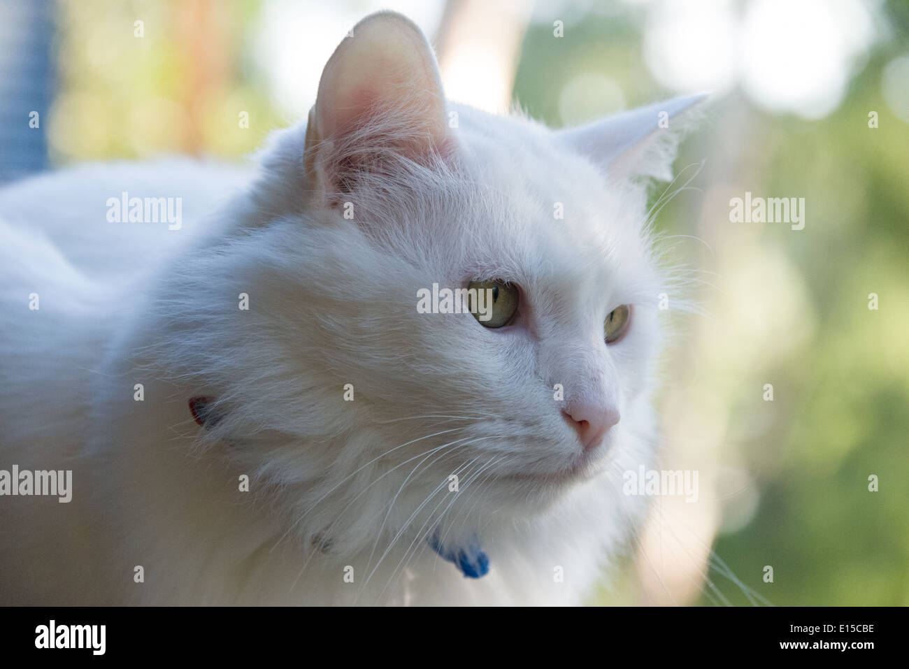 Gros Plan Portrait Chat Blanc Angora Turc Race Pedigree Photo Stock Alamy