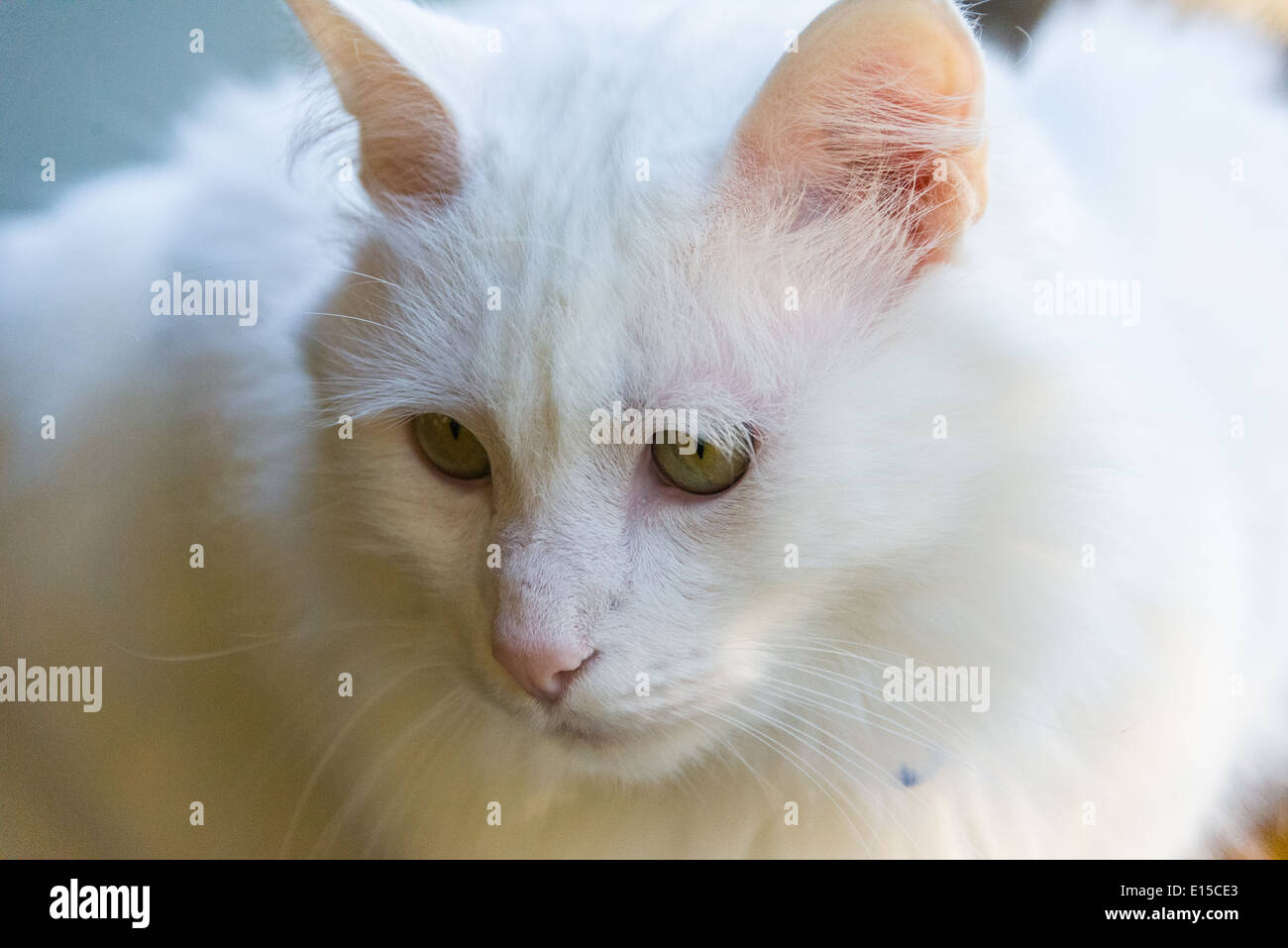 Chat Blanc Portrait Gros Plan De Nettoyage Le Baillement Meowing Arbre Genealogique Race Angora Turc Photo Stock Alamy