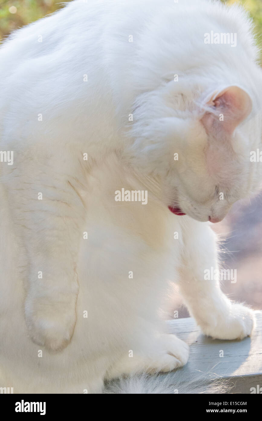 Chat blanc portrait gros plan de nettoyage Pedigree toilettage race Angora Turc Banque D'Images