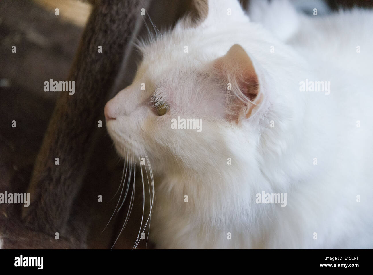 Chat blanc portrait gros plan de nettoyage le bâillement meowing. Arbre généalogique race Angora Turc Banque D'Images