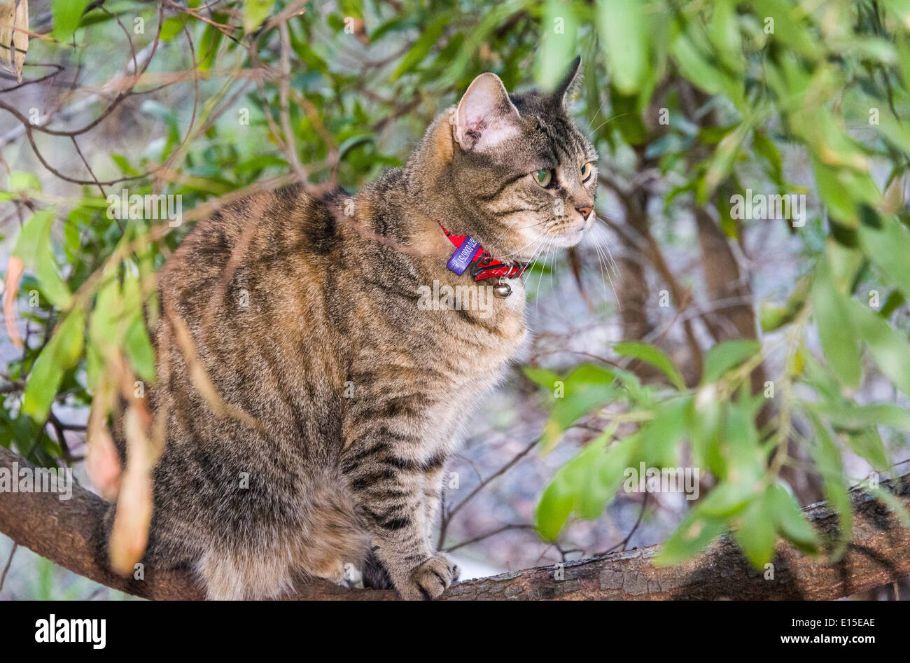 Joli chat tigré dans l'accrobranche jardin relaxant en séduisant portrait Banque D'Images