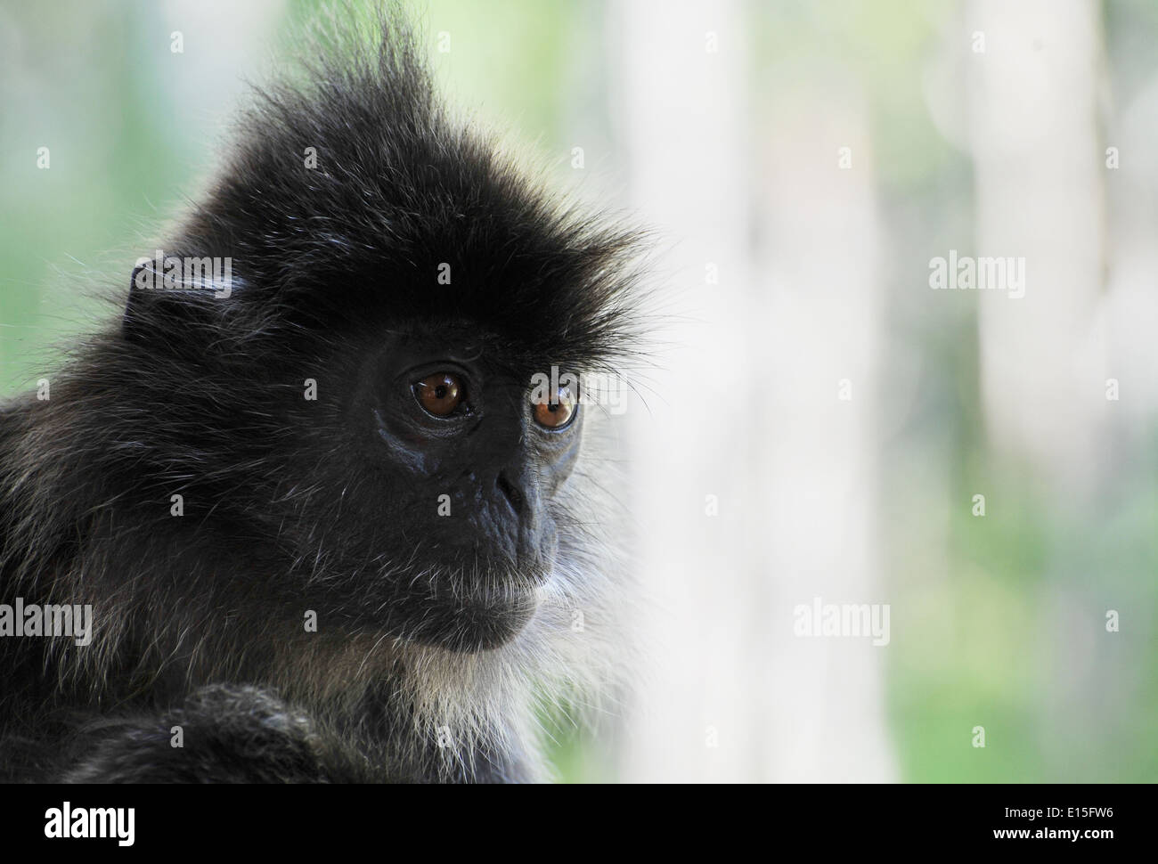 Face de singe Banque D'Images