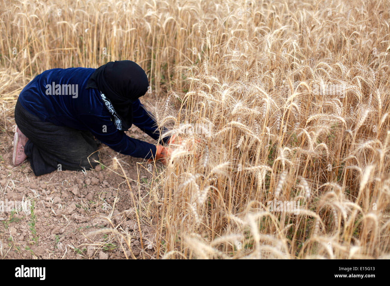Gaza, Territoires palestiniens. 23 mai, 2014. Femme palestinienne récoltes de blé sur une ferme près de la frontière avec l'est de la ville de Gaza avec Israël, le 23 mai 2014. © Majdi Fathi/NurPhoto ZUMAPRESS.com/Alamy/Live News Banque D'Images
