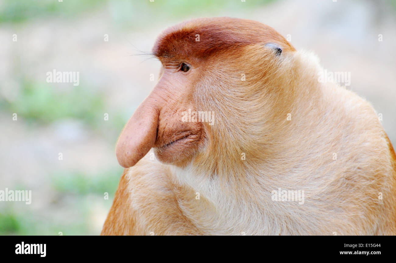Proboscis Monkey à Bornéo Banque D'Images