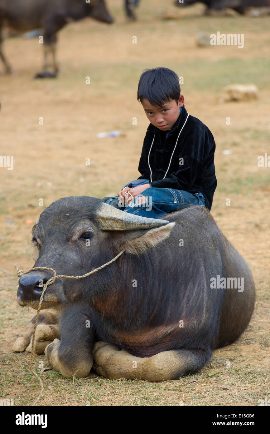 Jeune garçon Hmong assis sur un buffle au marché de Cancau. près de Bac Ha, Vietnam Banque D'Images