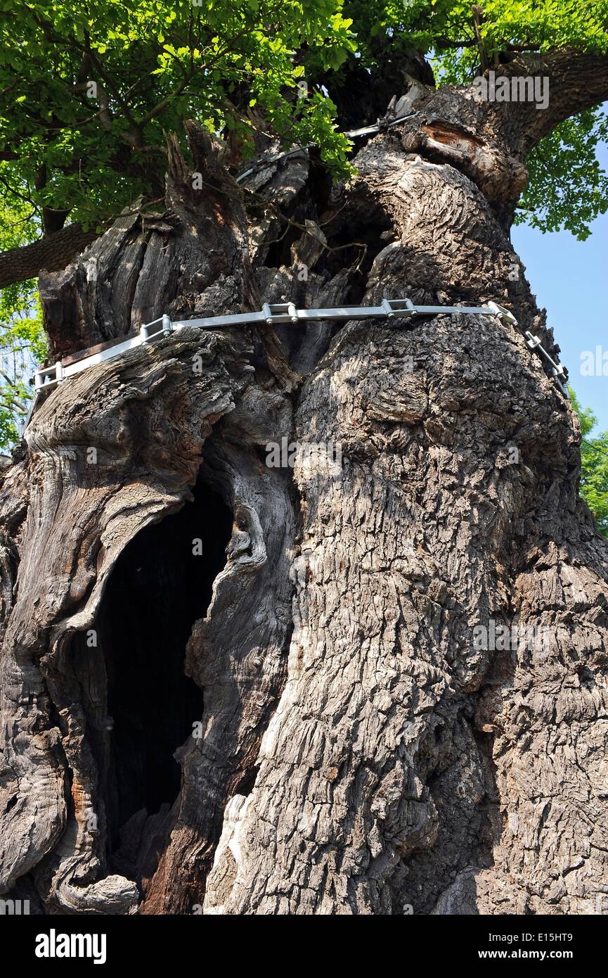 Noebdenitz, Allemagne. 22 mai, 2014. Les bandes de métal fixent l'année 1000 vieux chêne dans Noebdenitz, Allemagne, 22 mai 2014. L'arbre est plus d'un millier d'yeares vieux. C'était supposé être supprimé parce qu'il met en danger le trafic, mais les citoyens se battent pour garder leur monument naturel. Photo : Jens-ULIRCH KOCH/dpa/Alamy Live News Banque D'Images