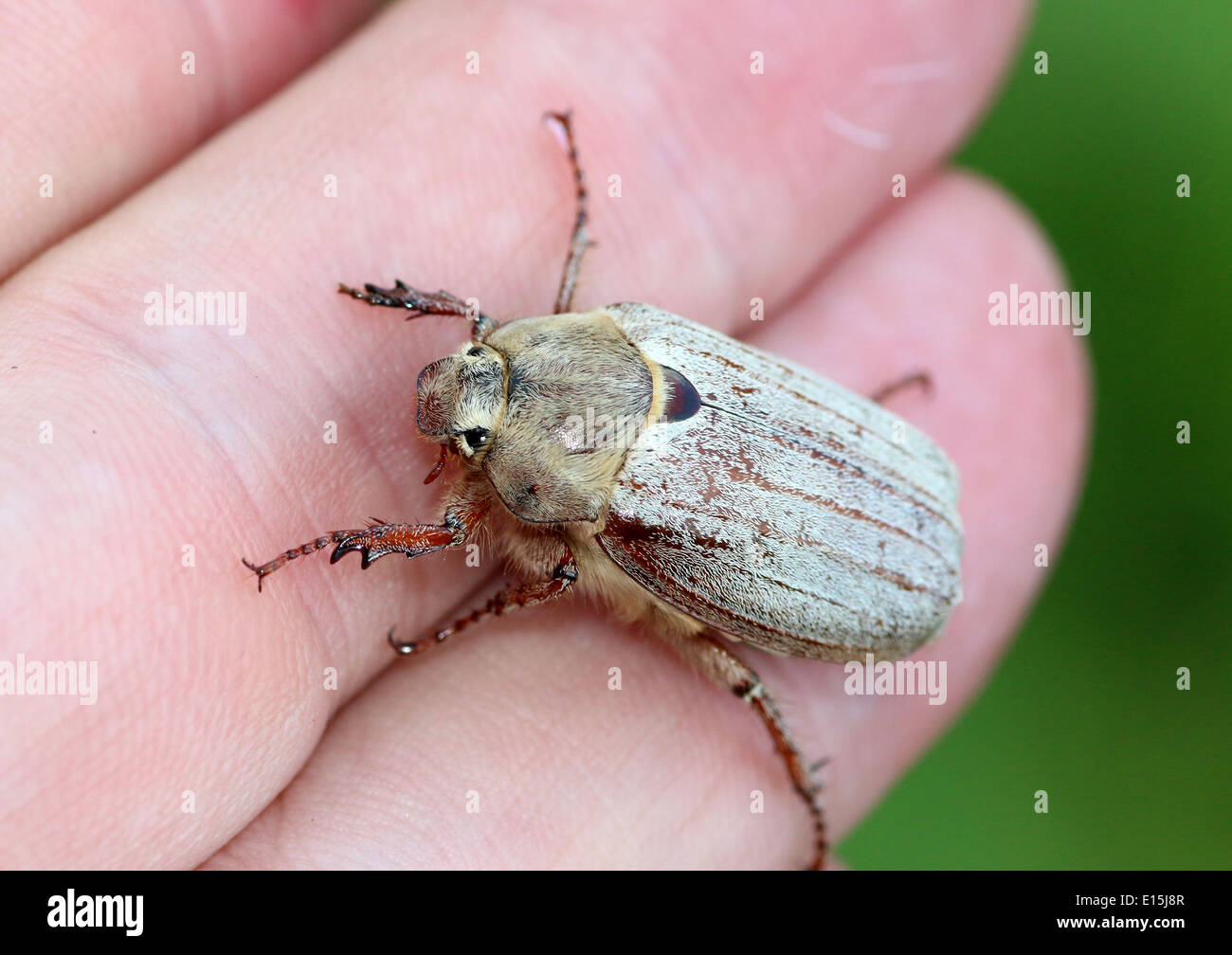 Close-up of a male Cockchafer alias peut Bug (Melolontha melolontha) posant sur ma main Banque D'Images