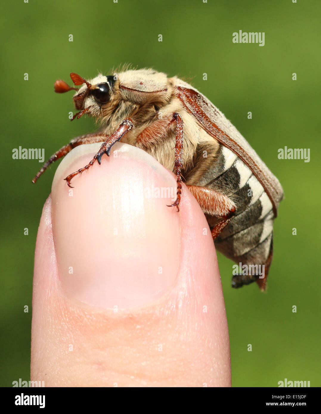 Close-up of a male Cockchafer alias peut Bug (Melolontha melolontha) posant sur mon doigt Banque D'Images