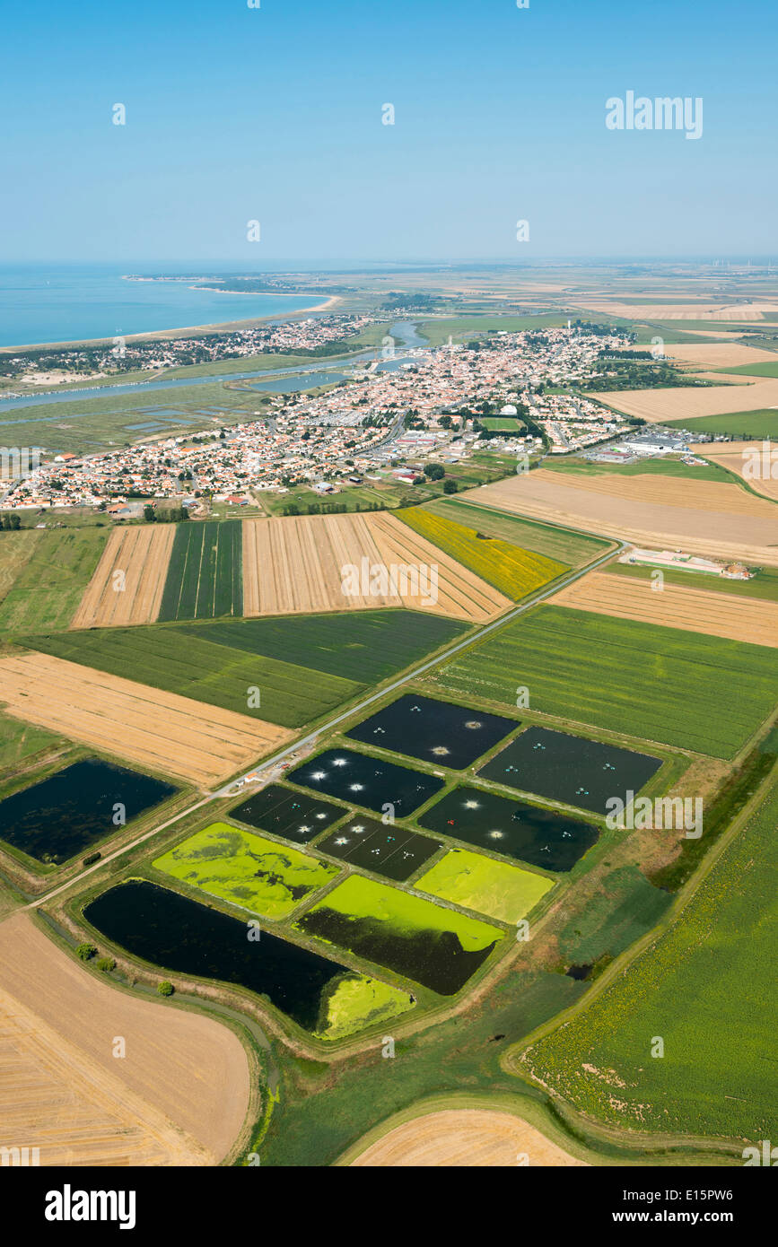 L'Aiguillon-sur-Mer : les champs cultivés Banque D'Images