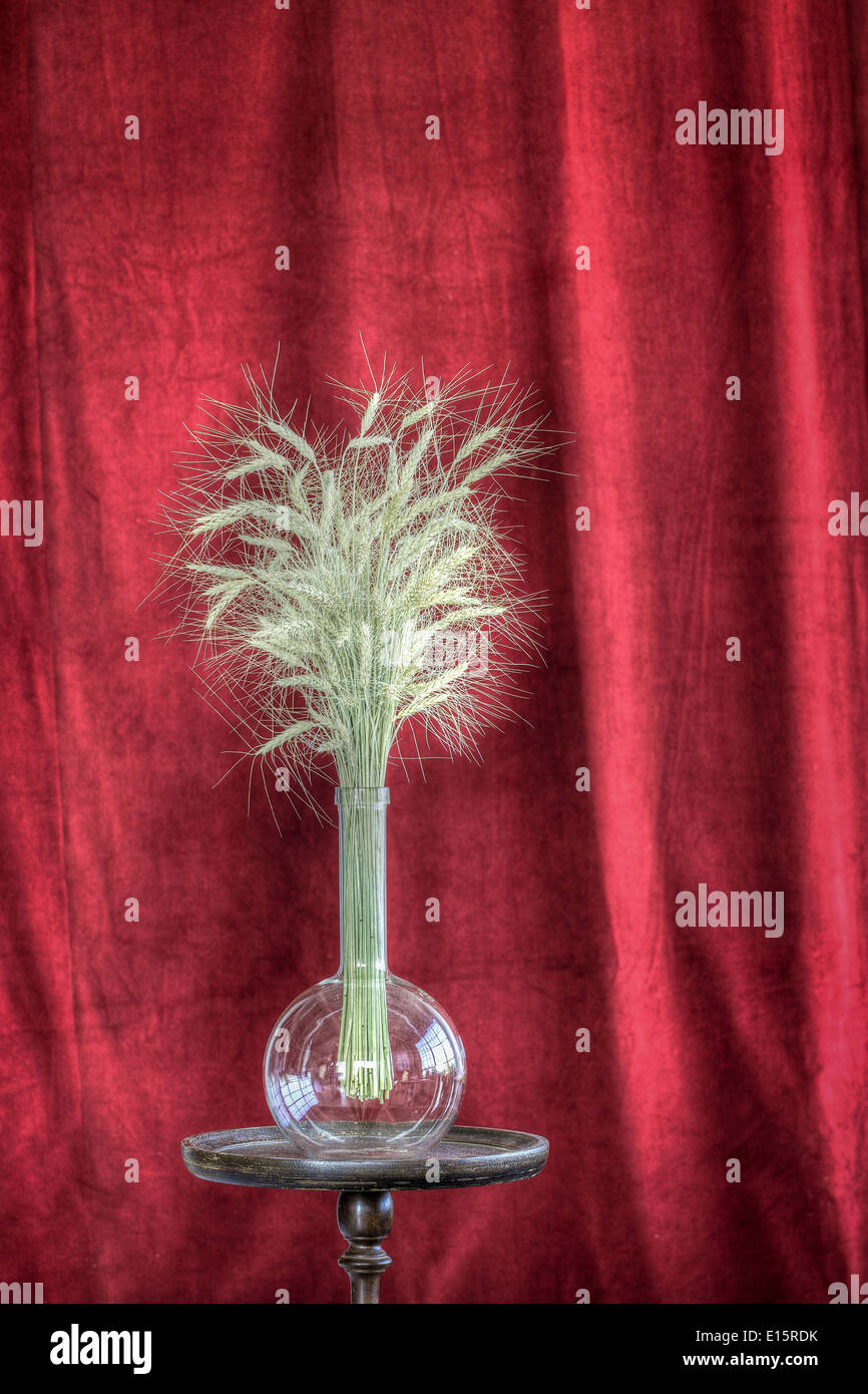 Du blé dans une fiole sur un piédestal soutenu par un rideau de velours Banque D'Images