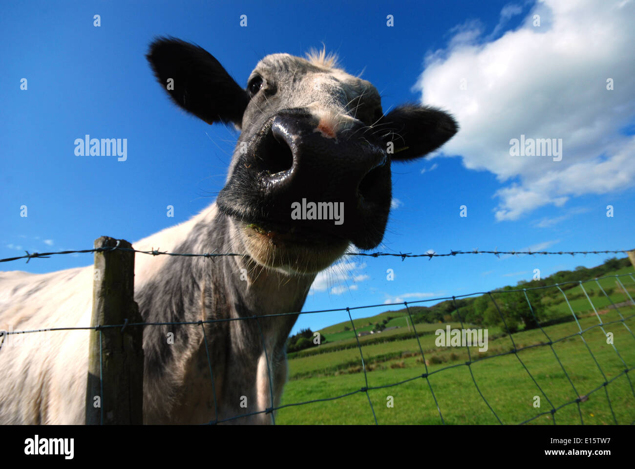 Un gros plan d'une vache dans un champ dans le Nord du Pays de Galles Banque D'Images