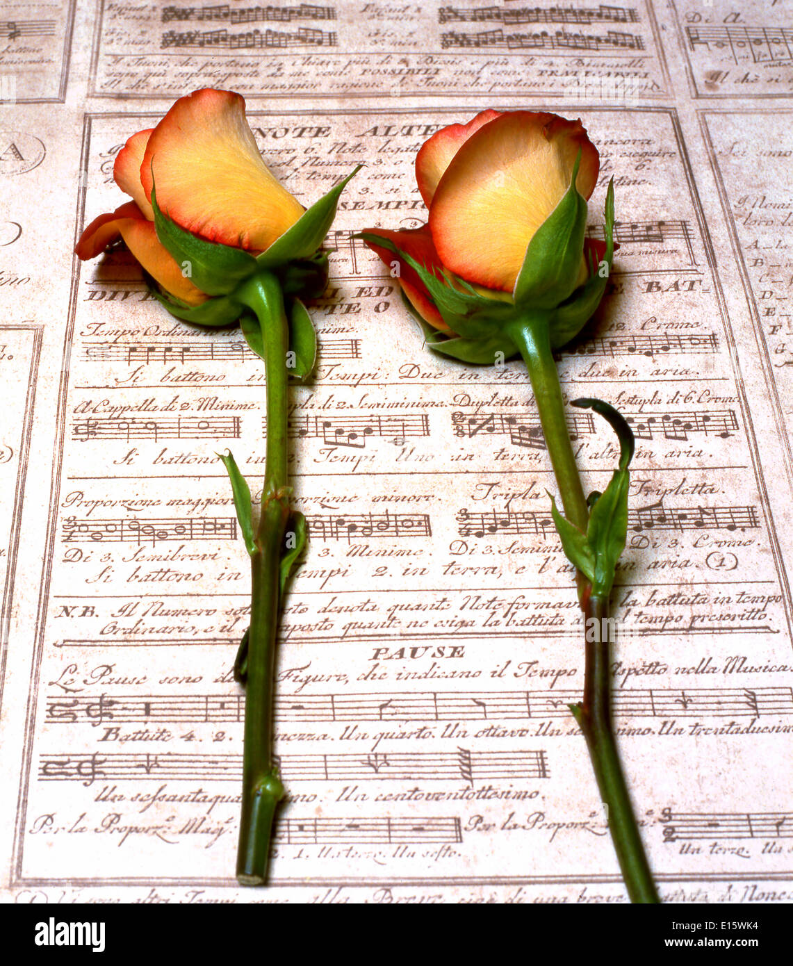 La vie encore de deux avec garniture Jaune Orange Roses sur papier Musique Banque D'Images