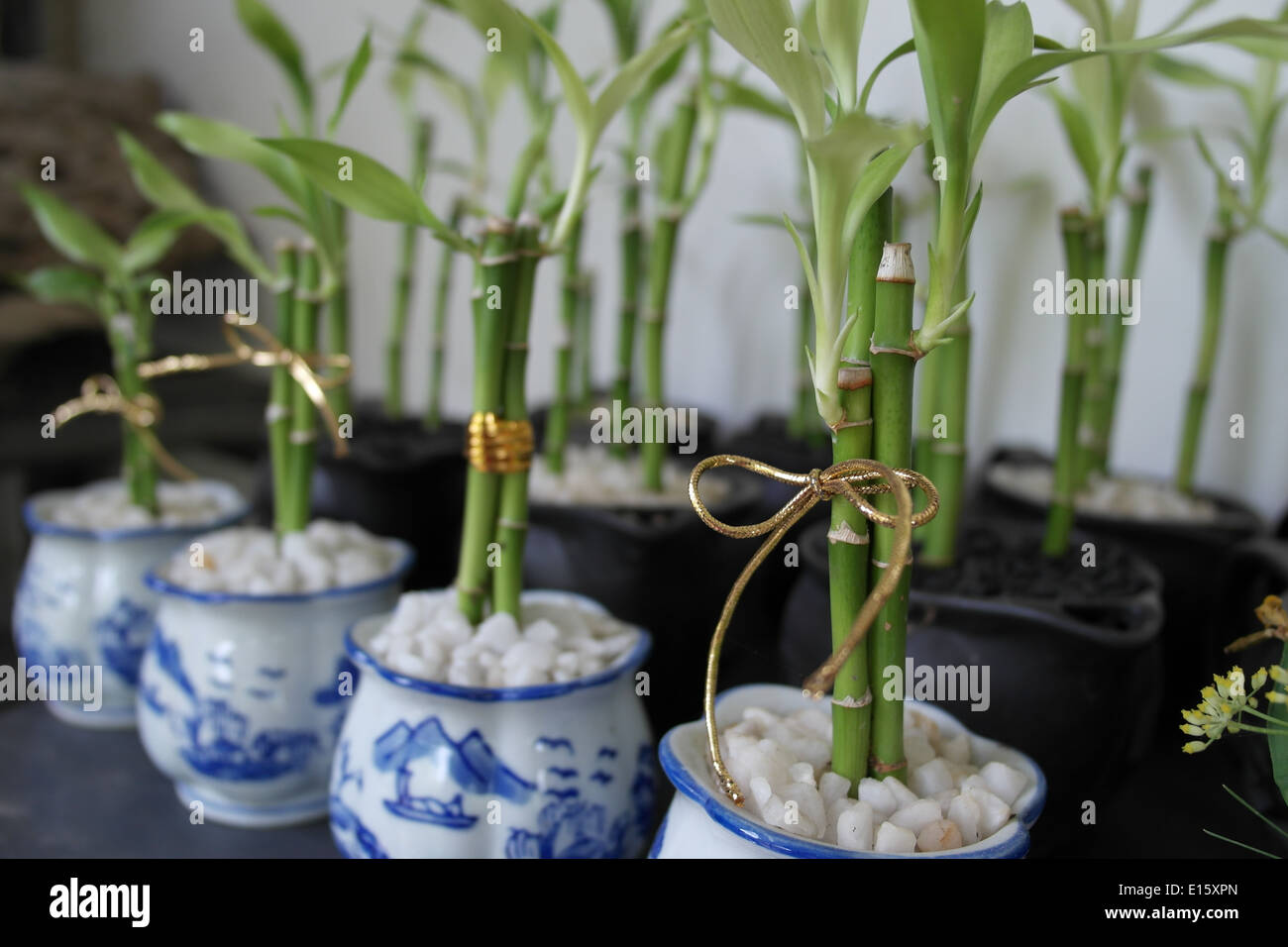 Lucky Bamboo ornaments Banque D'Images
