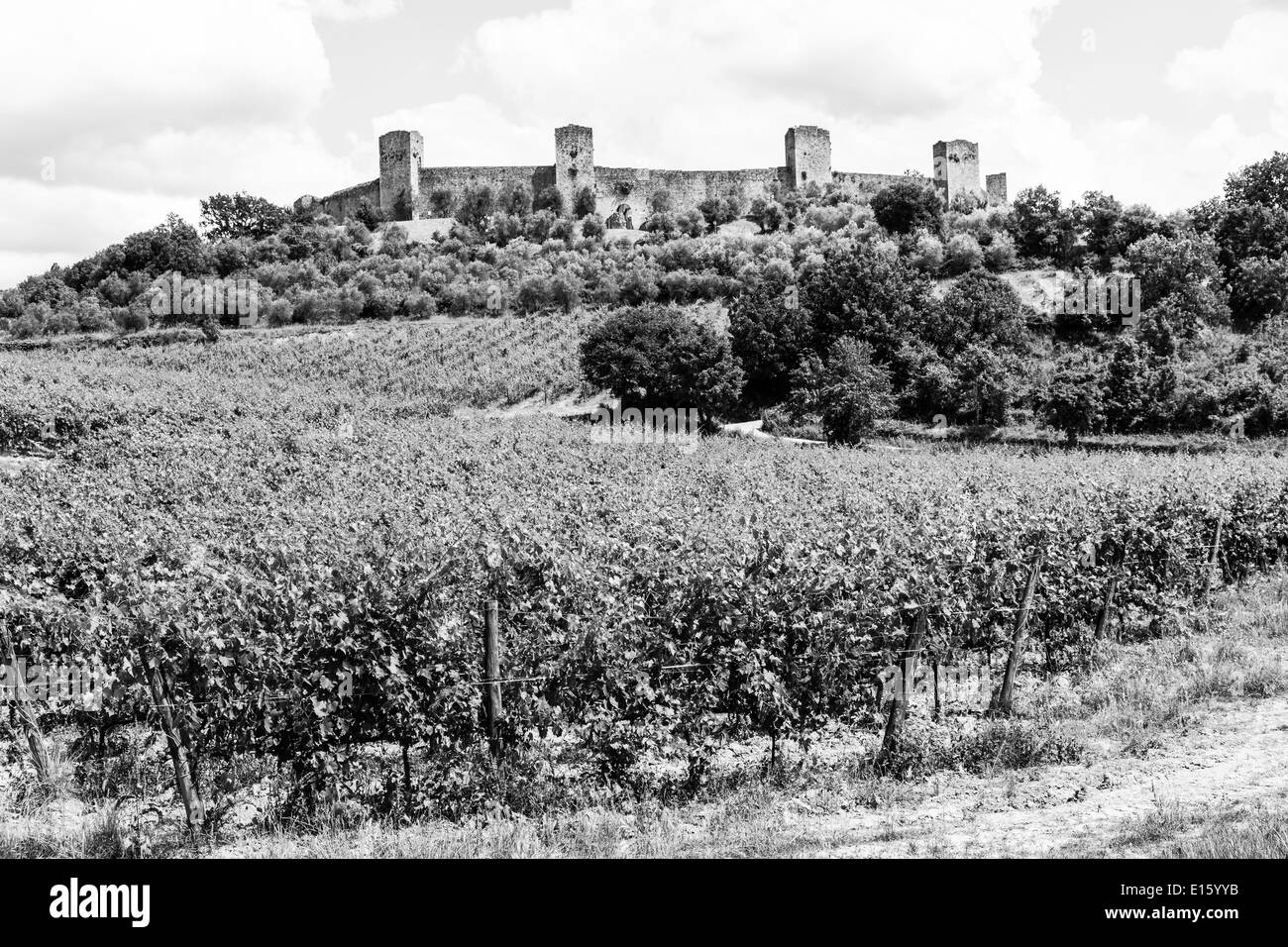 Monteriggioni, Toscane, Italie. Vigne en face de l'ancienne enceinte médiévale Banque D'Images