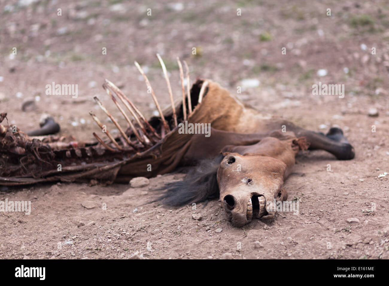 Cadavre de cheval mort gisant sur le sol dans la montagne sur sentier entre Rumtse et Tso Kar, le Ladakh, le Jammu-et-Cachemire, l'Inde Banque D'Images