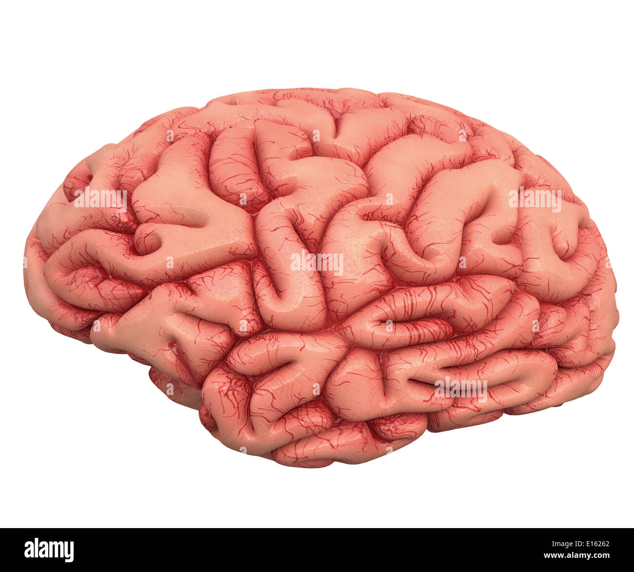Cerveau humain sur fond blanc avec chemin de détourage inclus. Banque D'Images