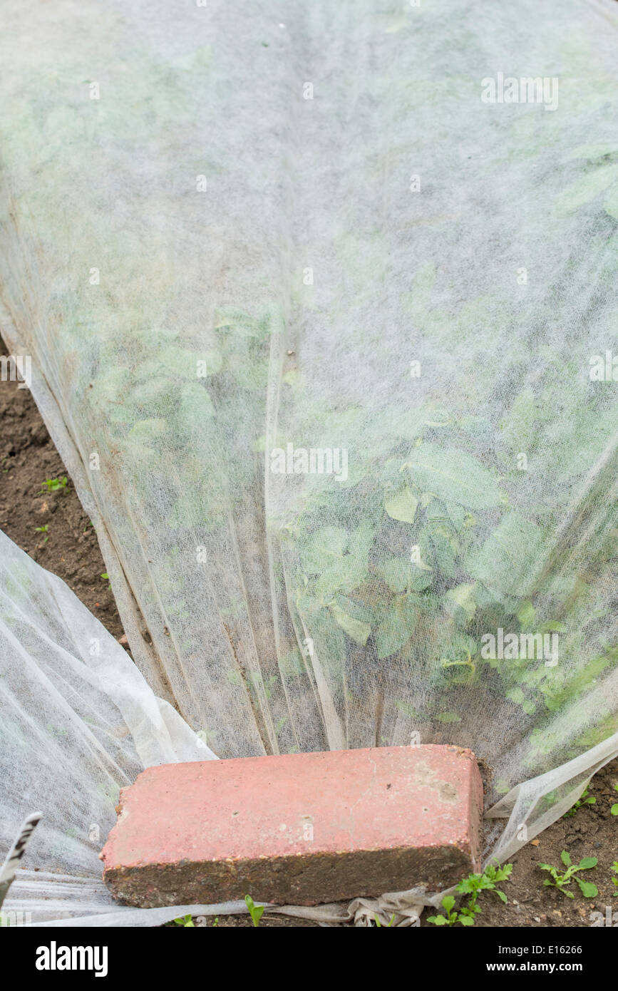 Les pommes de terre recouverte de molleton horticoles. Banque D'Images