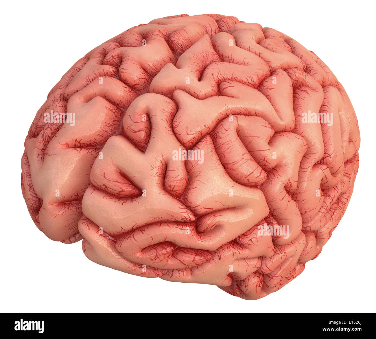 Cerveau humain sur fond blanc avec chemin de détourage inclus. Banque D'Images