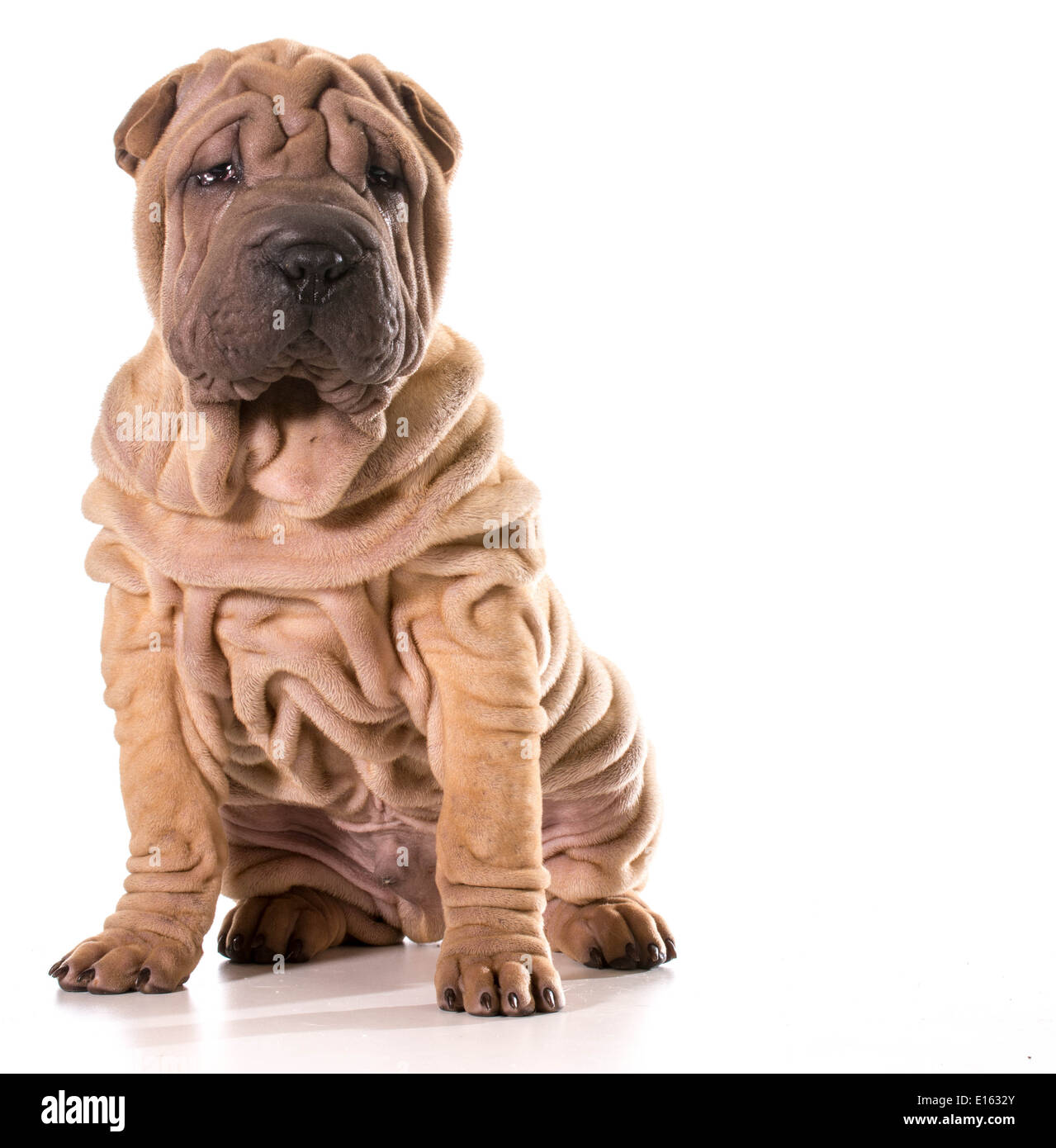 Chinese Shar Pei assis isolé sur fond blanc Banque D'Images