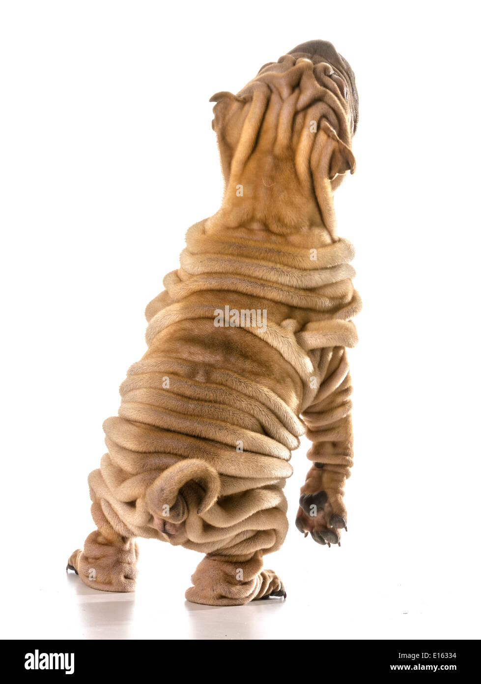 Dog dancing - chines Shar Pei debout sur pieds arrière dancing isolé sur fond blanc Banque D'Images