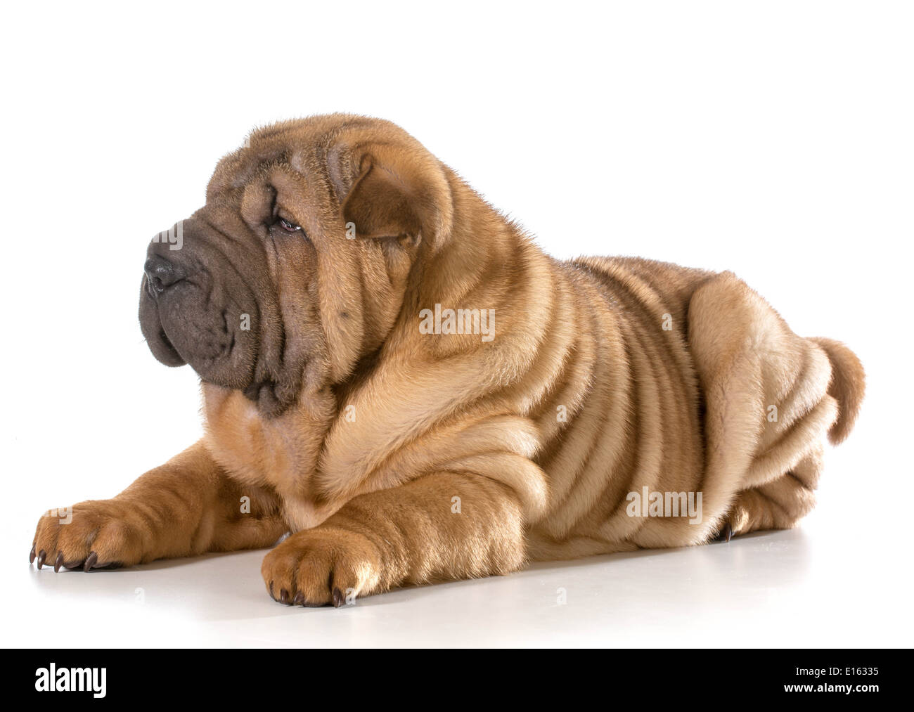 Chiot Shar Pei chinois fixant isolé sur fond blanc - 4 mois Banque D'Images