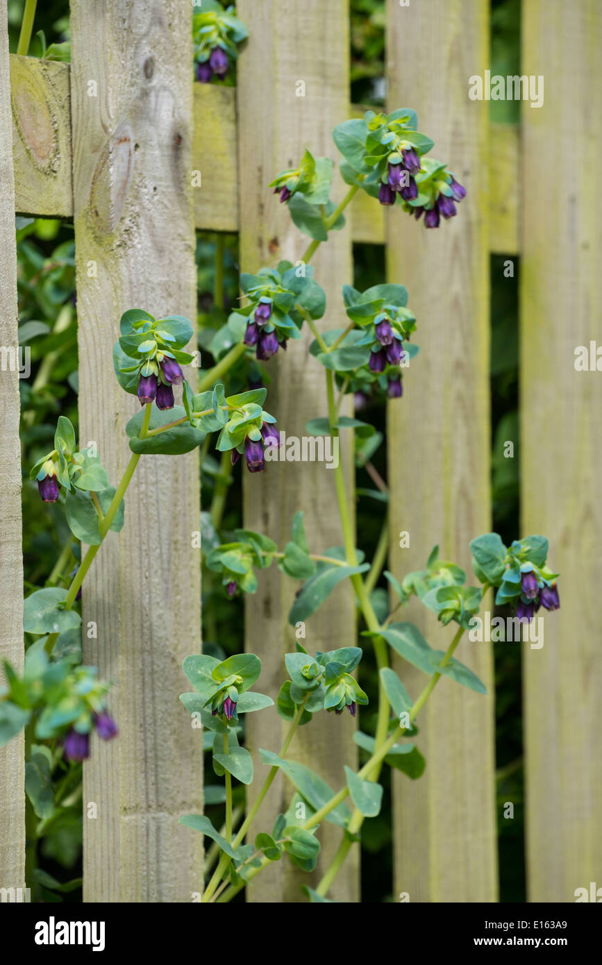 Cerinthe major 'Purpurascens' qui poussent à travers les piquets de clôture. Banque D'Images