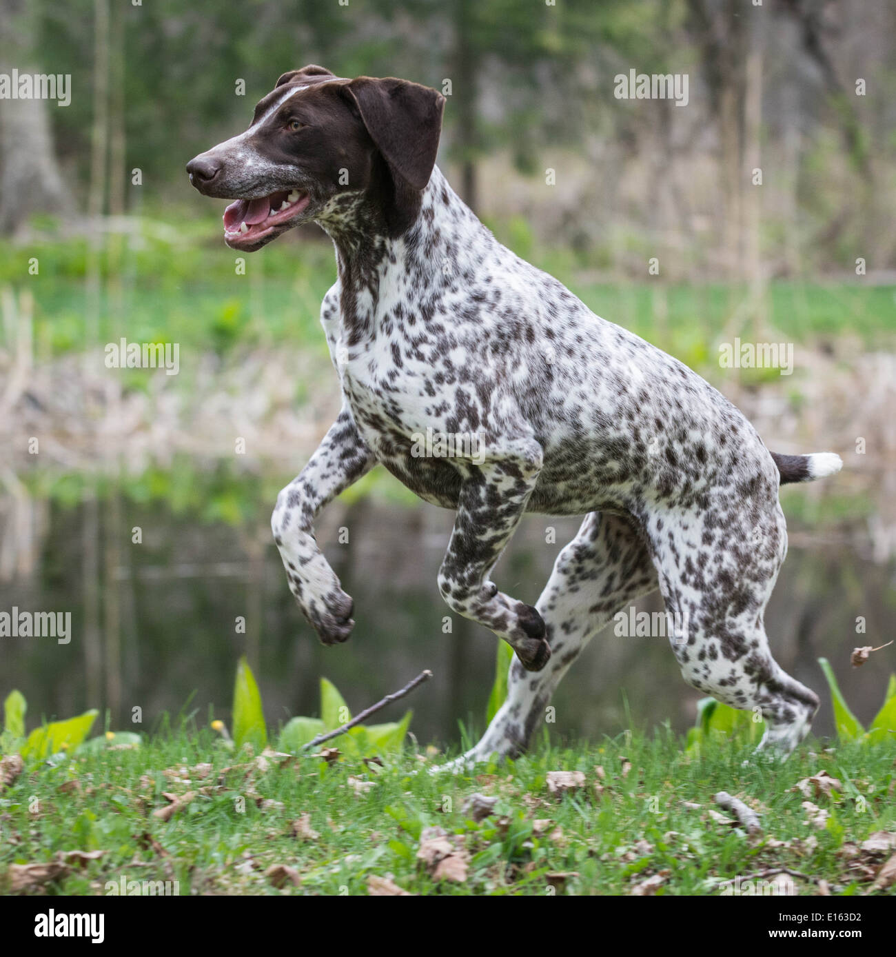 Braque allemand s'exécutant dans un parc Banque D'Images