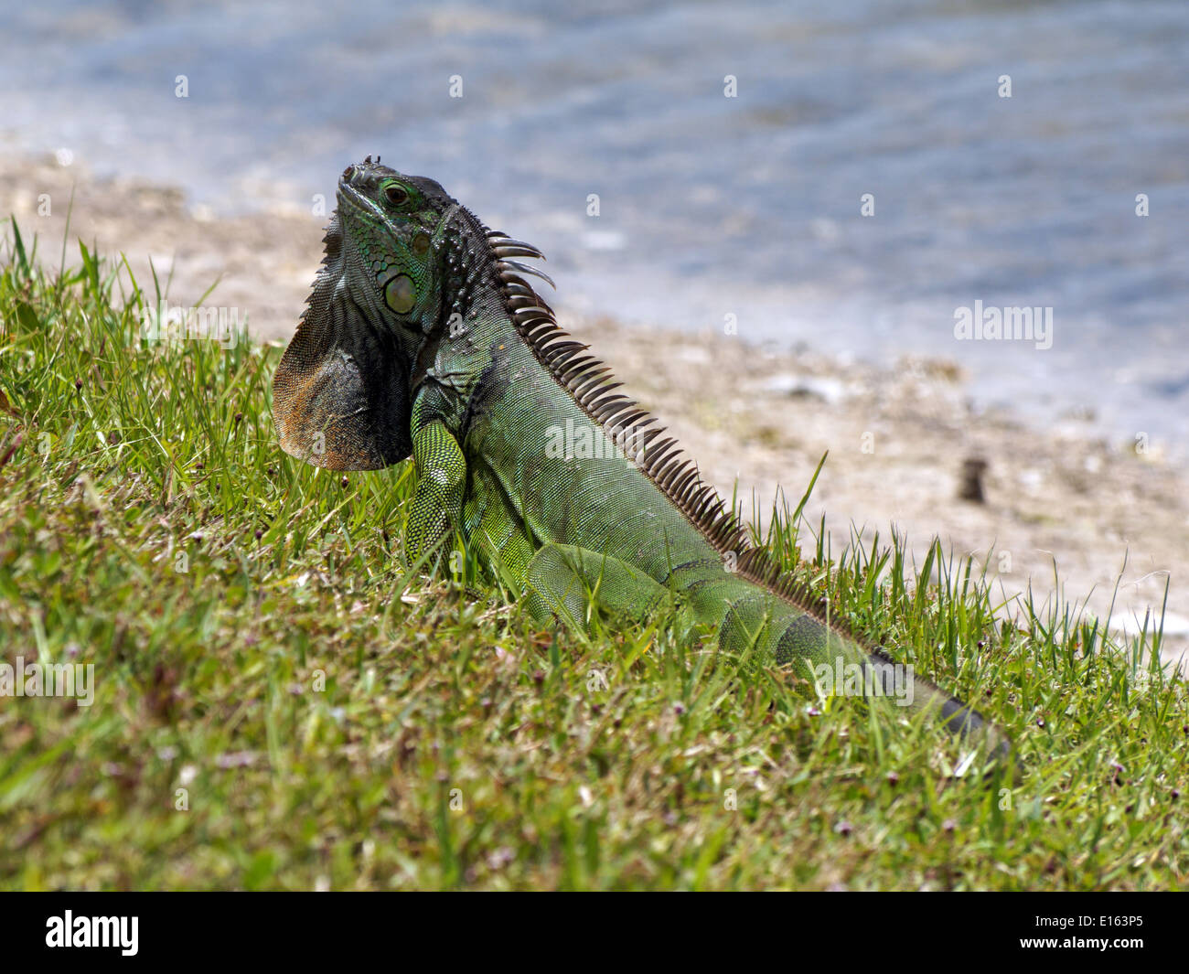 Iguane vert alerte affichage cou fanon par un lac. Banque D'Images