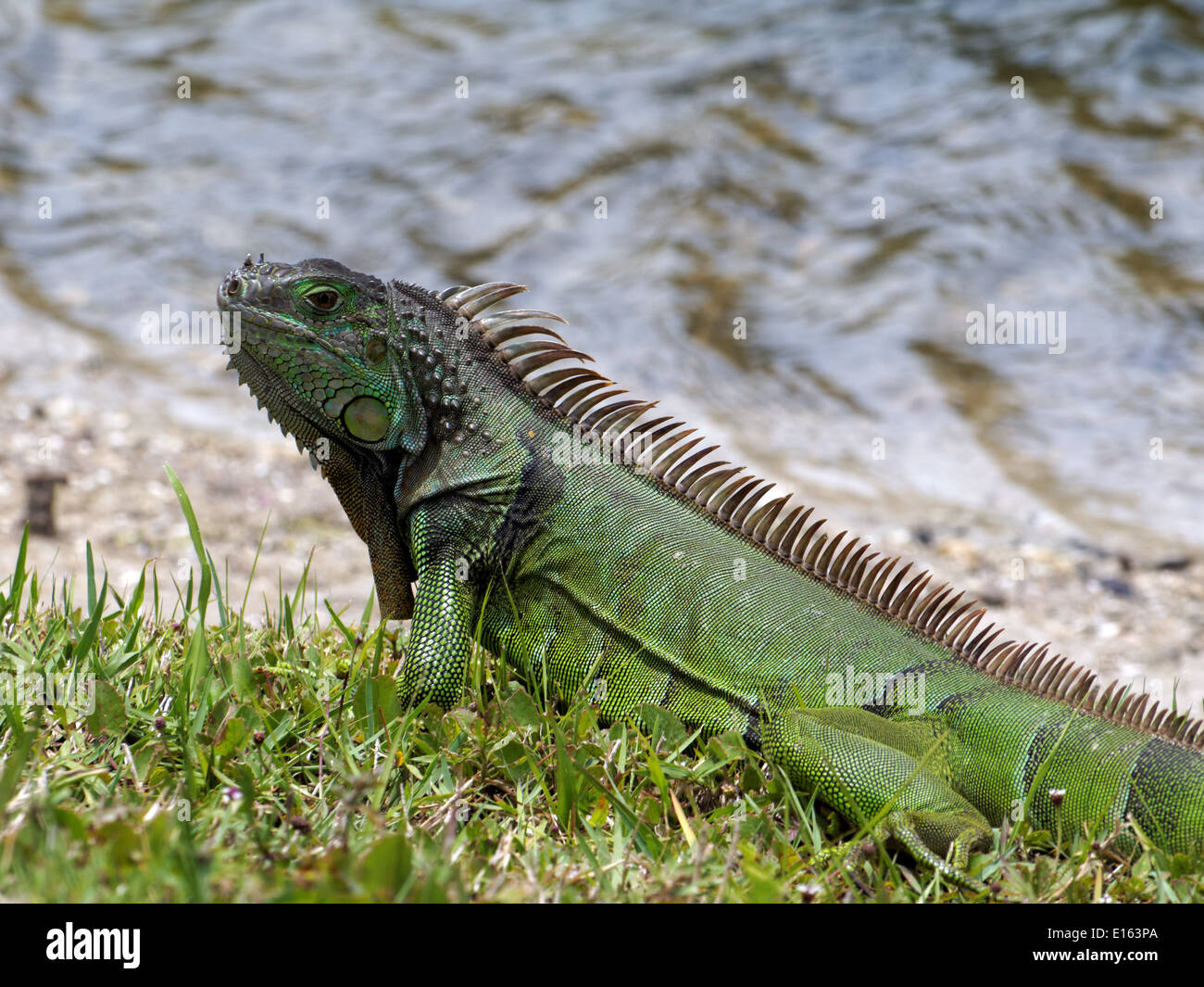 Iguane vert sur l'herbe par un lac. Banque D'Images