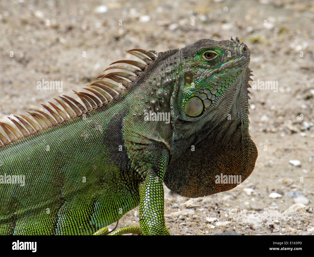 Gros plan extrême de l'iguane vert irisé montrant outre de cou de fanon avec orange. Banque D'Images