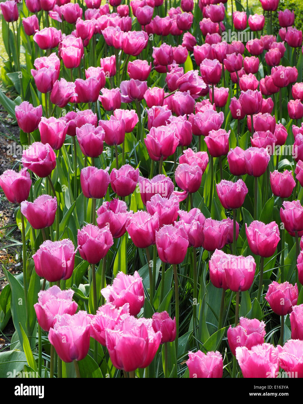 Tulipes magenta dans les jardins de Keukenhof, Pays-Bas Banque D'Images