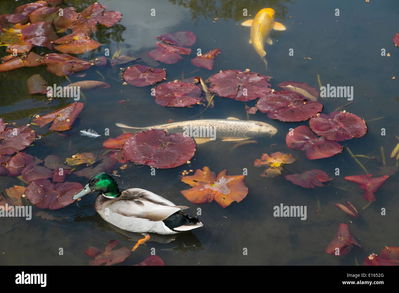 Bassin d'agrément avec carpes koï et canard colvert, Banque D'Images