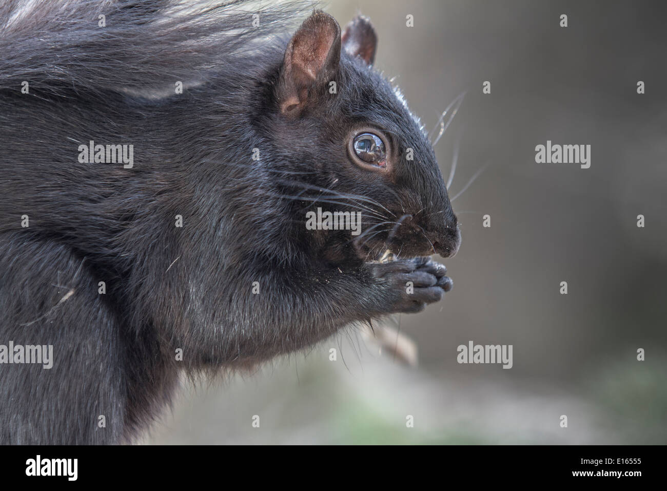 L'Écureuil noir (Sciurus carolinensis), queue touffue, Close up en se tenant sur le convoyeur en bois et de manger. Banque D'Images