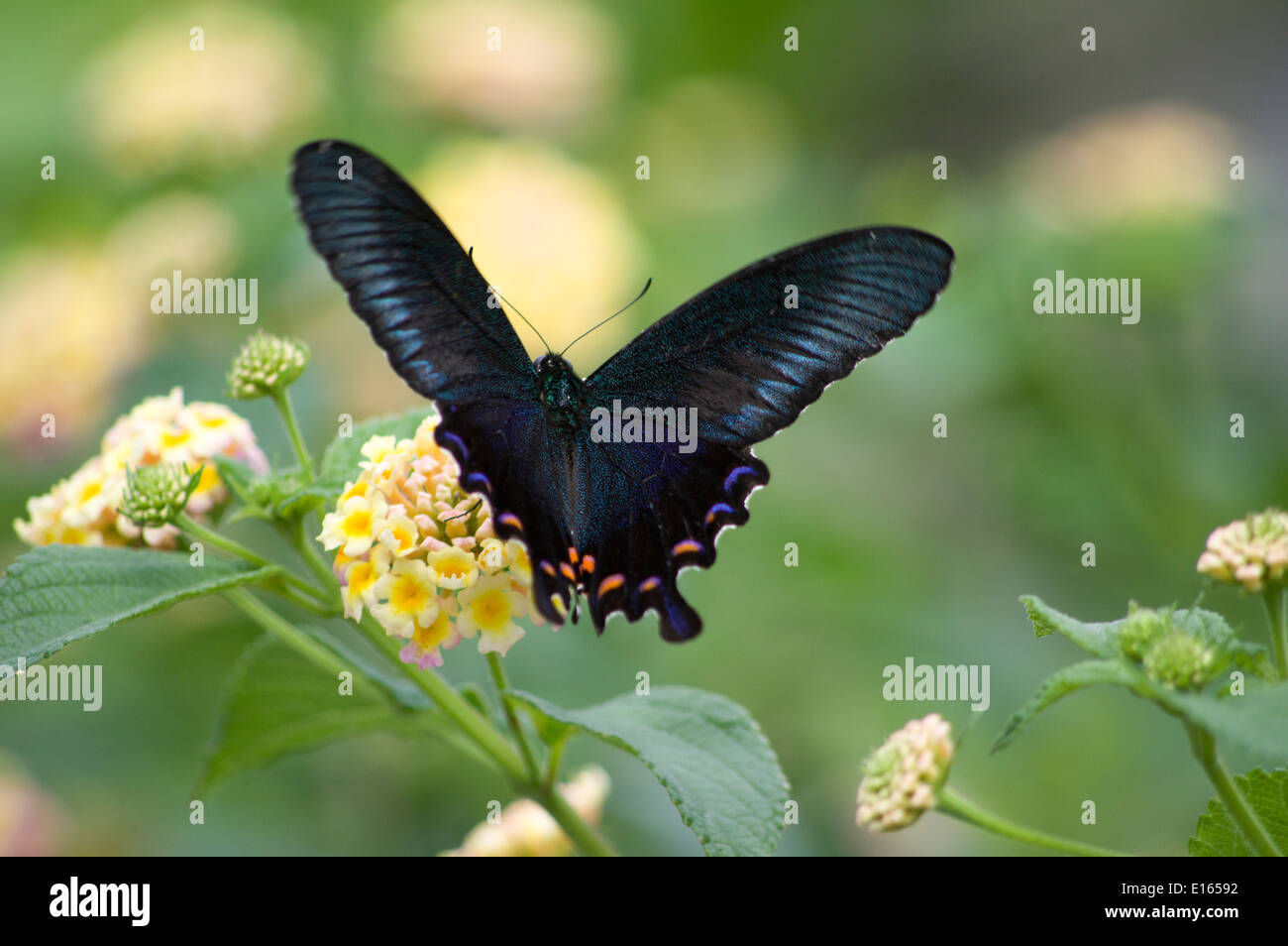L'île de Zamami papillon noir, Okinawa Japon Banque D'Images