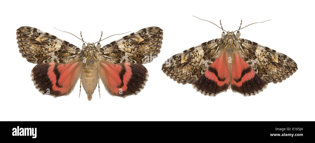 Ailes amarantes - Calocala promissa Banque D'Images