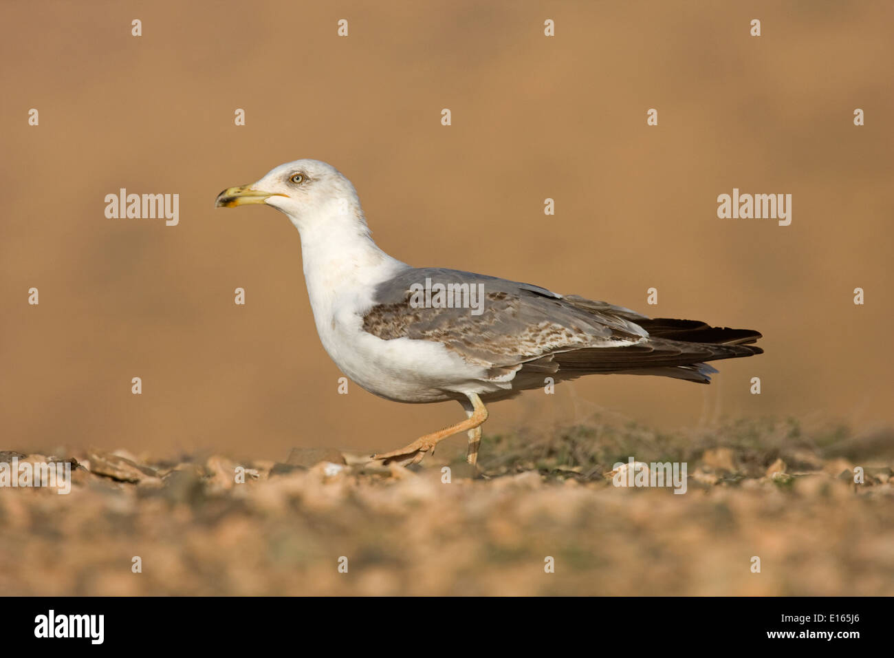 Yellow-legged Gull - Larus cachinnans - 2e hiver/été. Banque D'Images