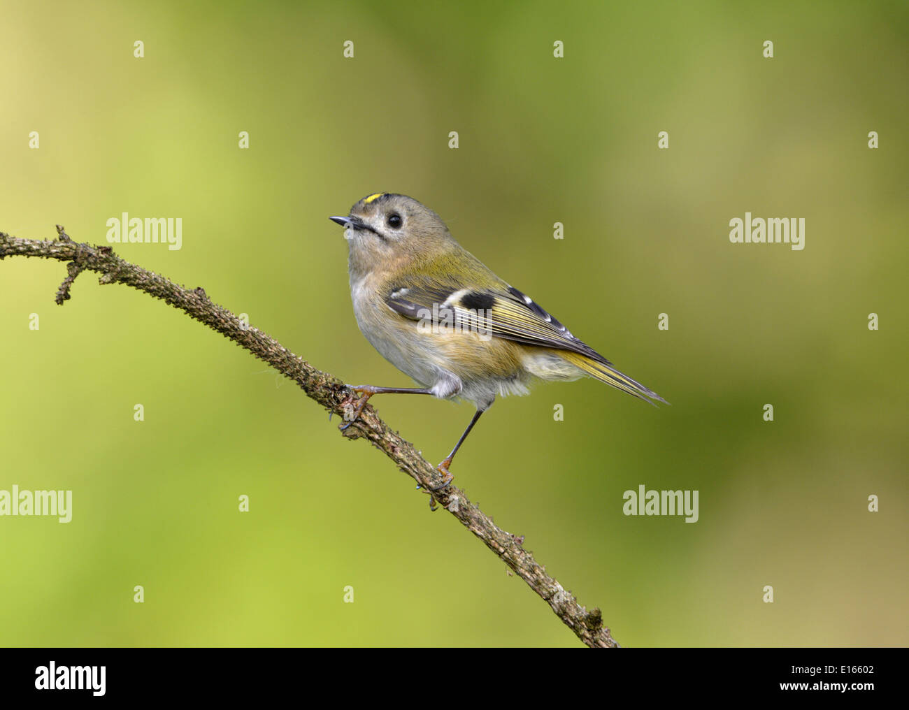 Regulus regulus Goldcrest Banque D'Images